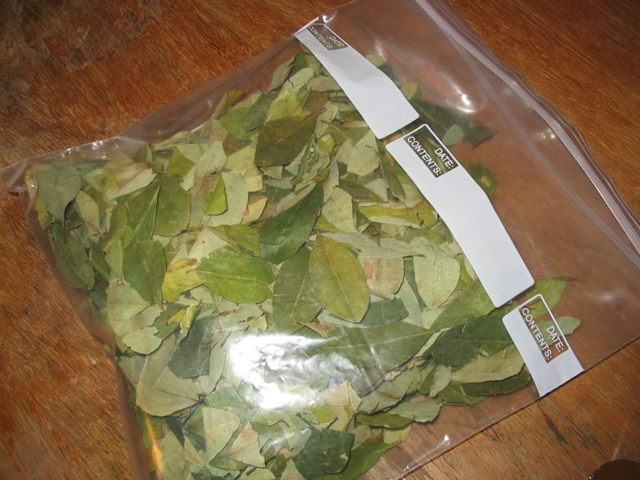 Coca Leaves for Sale